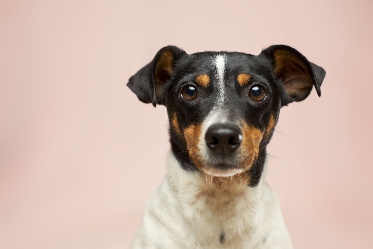 Top 5 Compact Robot Vacuums for Dog Hair on Hardwood Floors