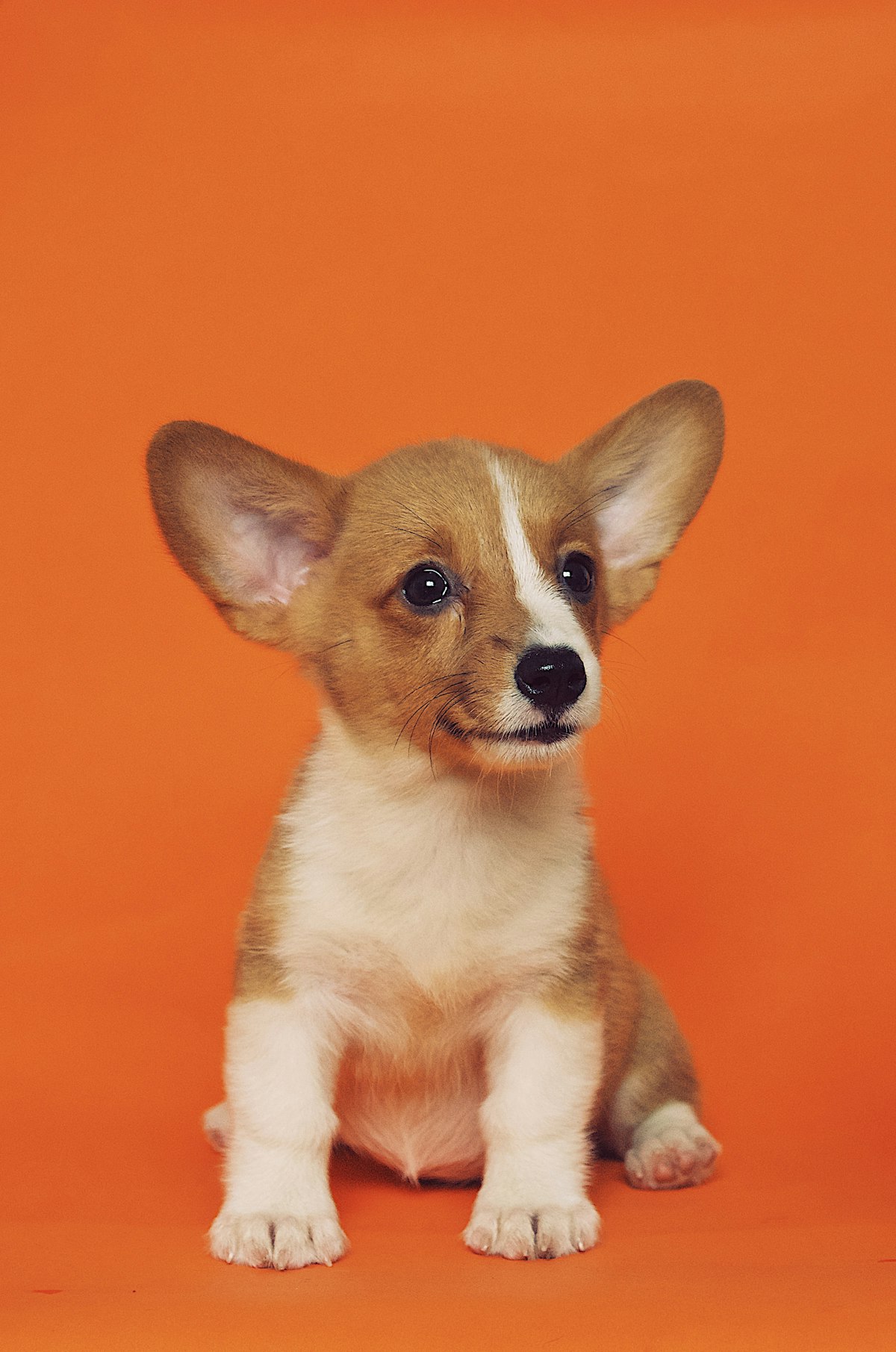 Top 5 Skin and Coat Chews for Indoor City Dogs