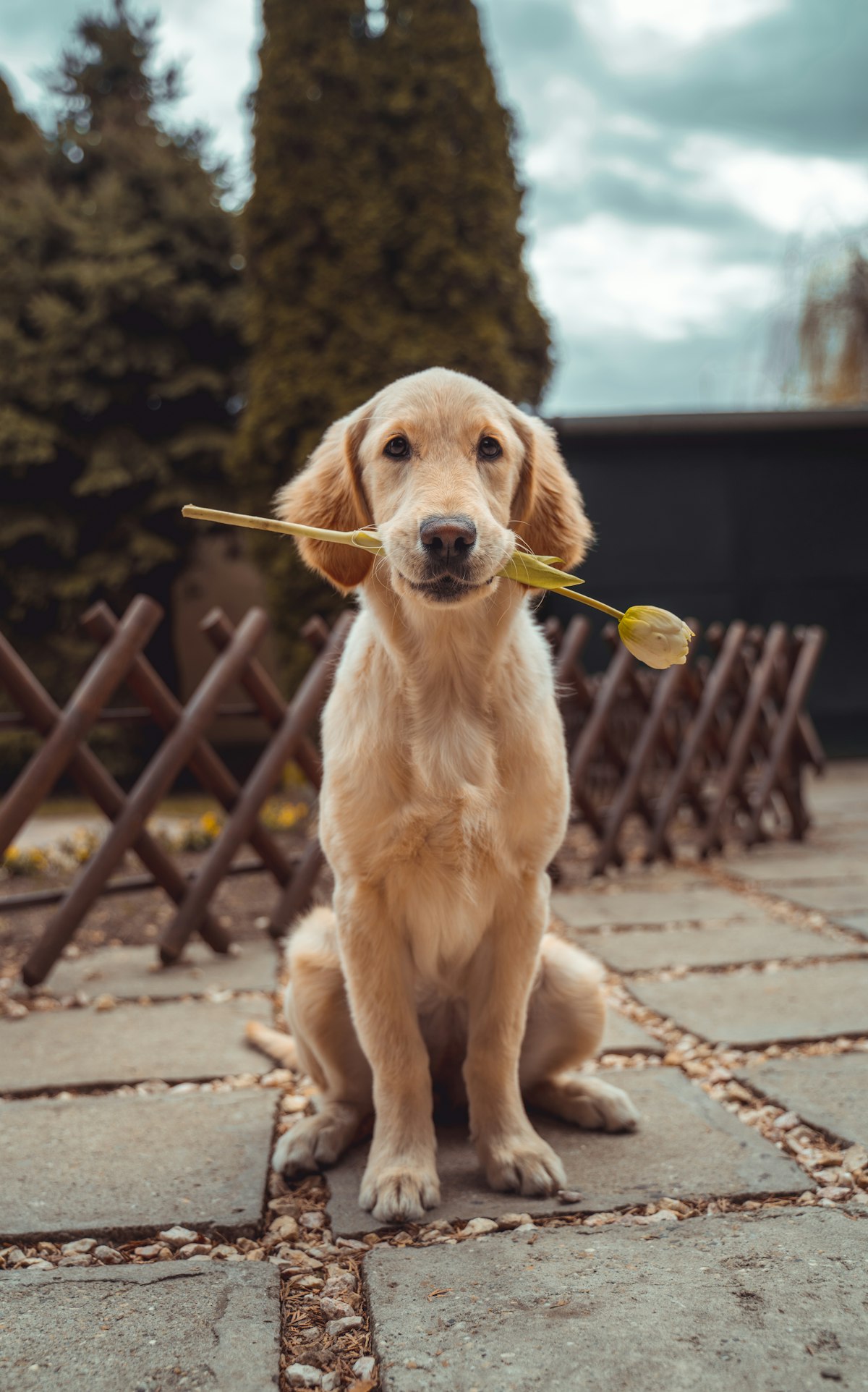 Top 5 Dental Chews for Apartment Dogs 2026