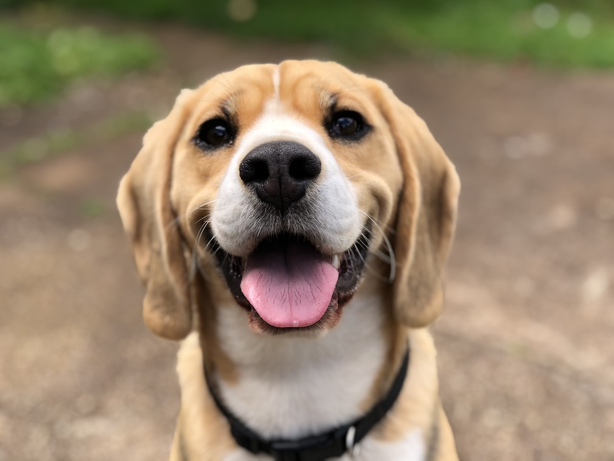 Top 5 White Noise Machines to Calm Barking Dogs