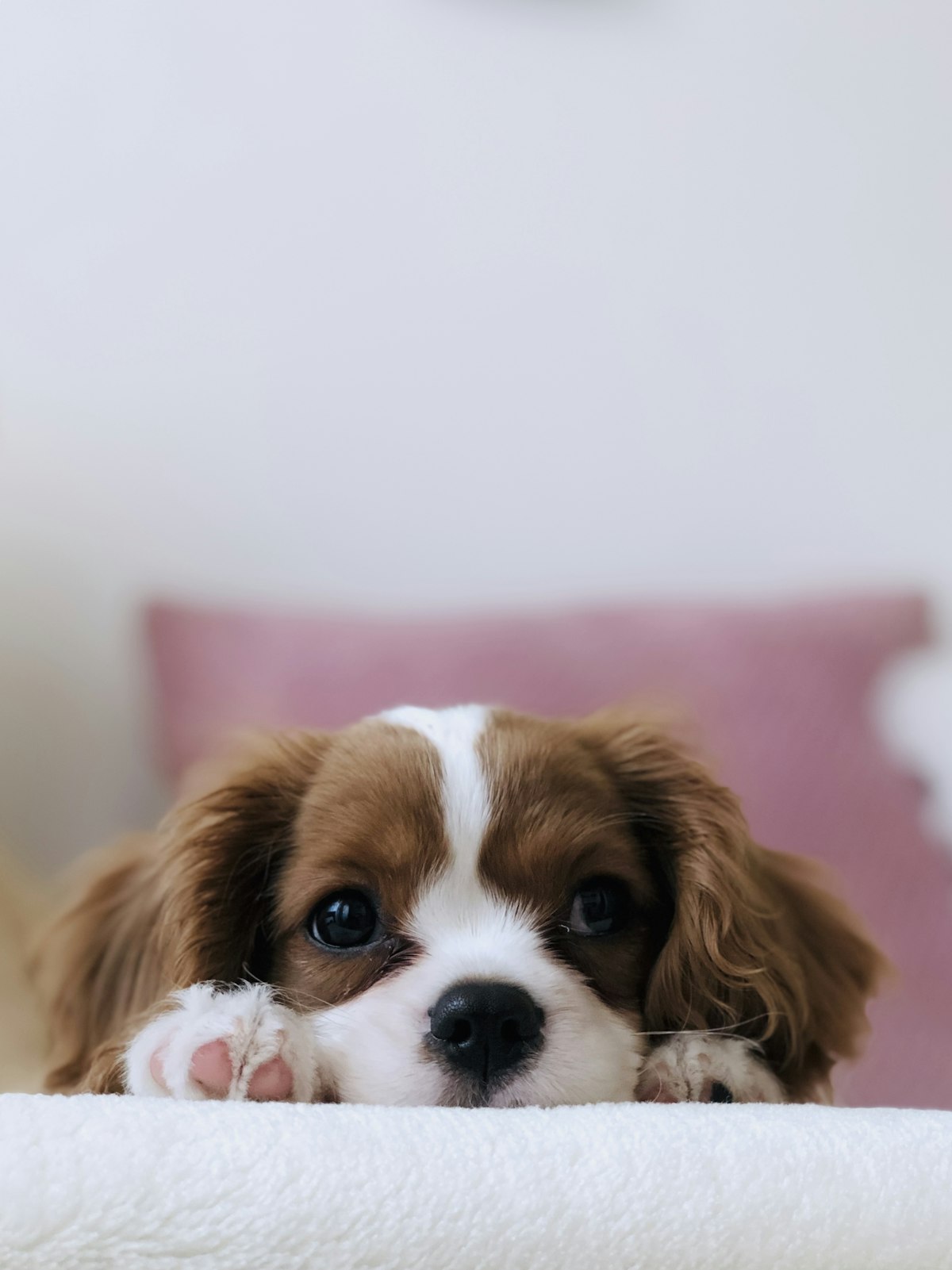 Top 5 Quiet Electric Dog Nail Clippers for Apartments