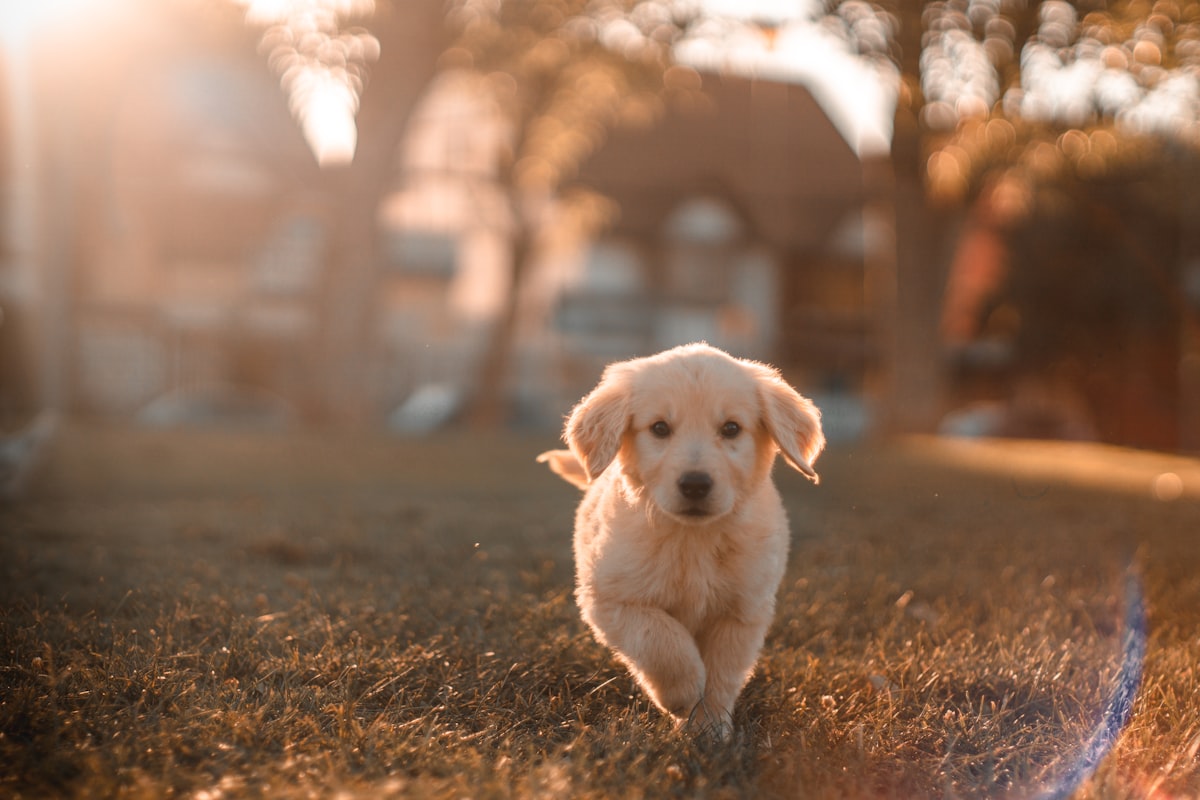 Top 5 Technology News for Apartment Dogs 2026