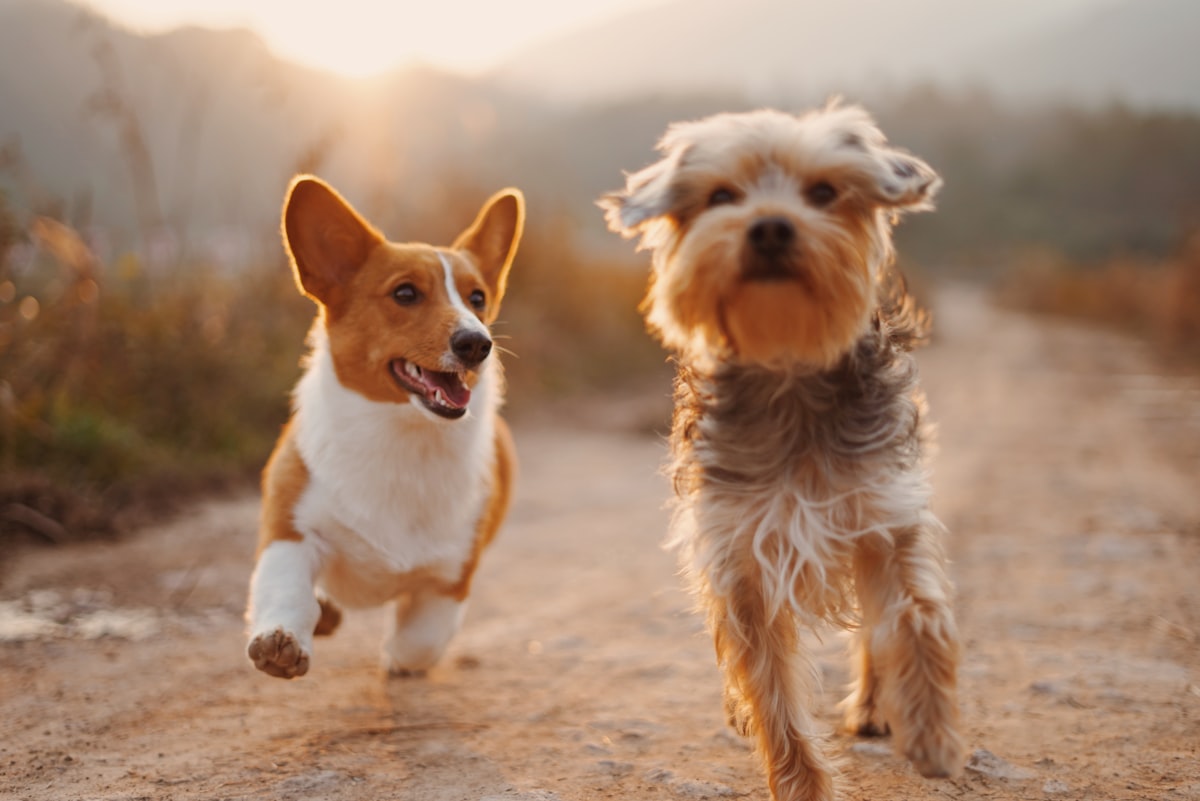 Top 5 Gardening Ideas for Apartment Dogs 2026