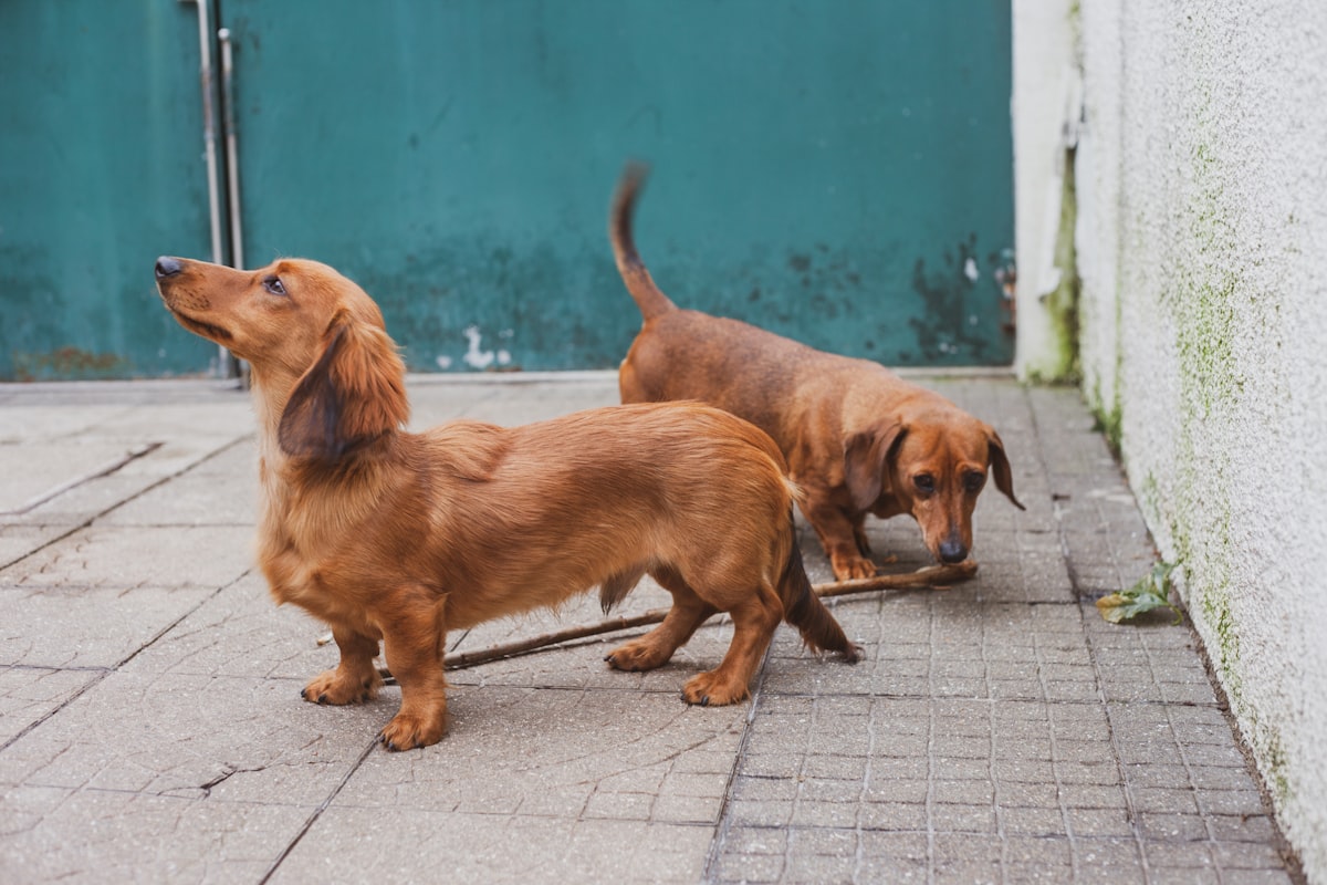 Top 5 Grain-Free vs Ancient Grains Dog Foods 2026