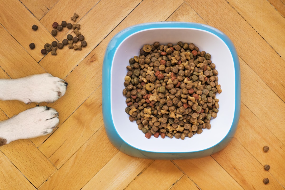 Top 5 Best Budget Dog Foods for Apartment Dogs 2026
