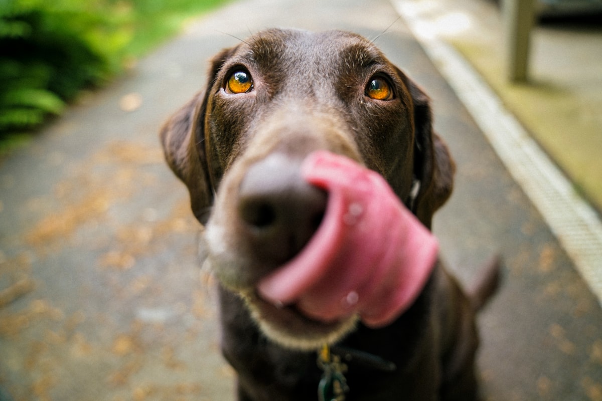 Top 5 GPS Dog Trackers for Urban City Walking