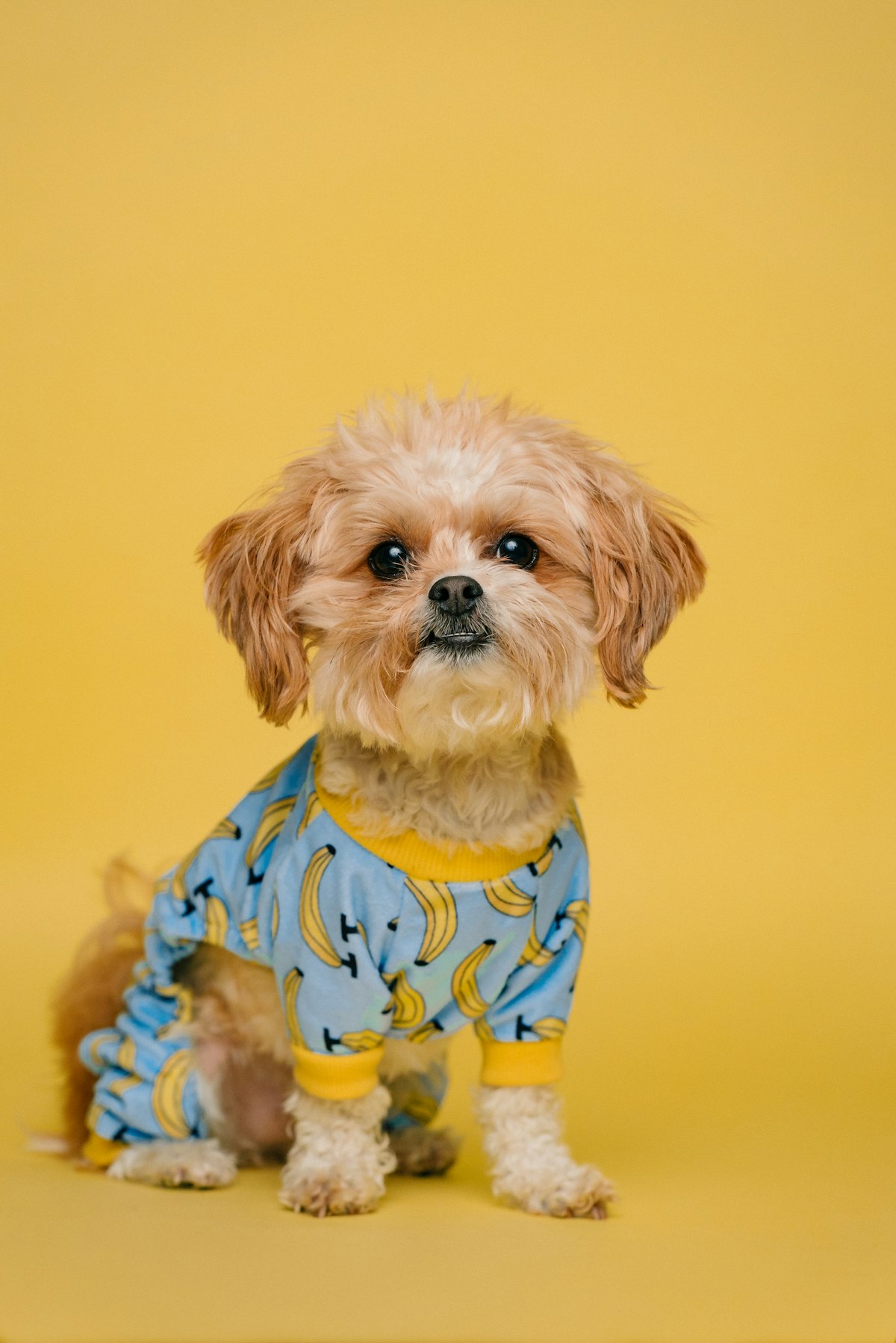 Top 5 Wholesomes Dog Food for Apartment Dogs 2026