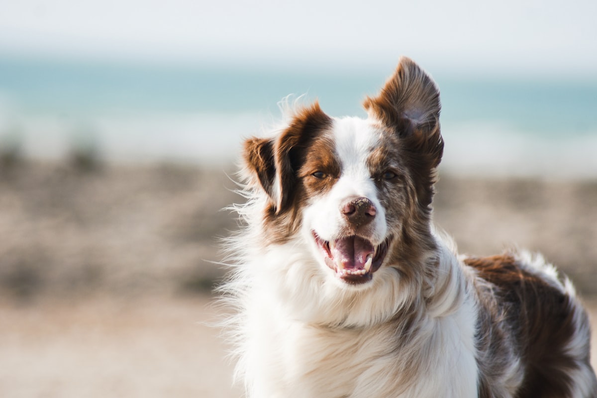 Top 5 Hip and Joint Supplements for City Apartment Dogs