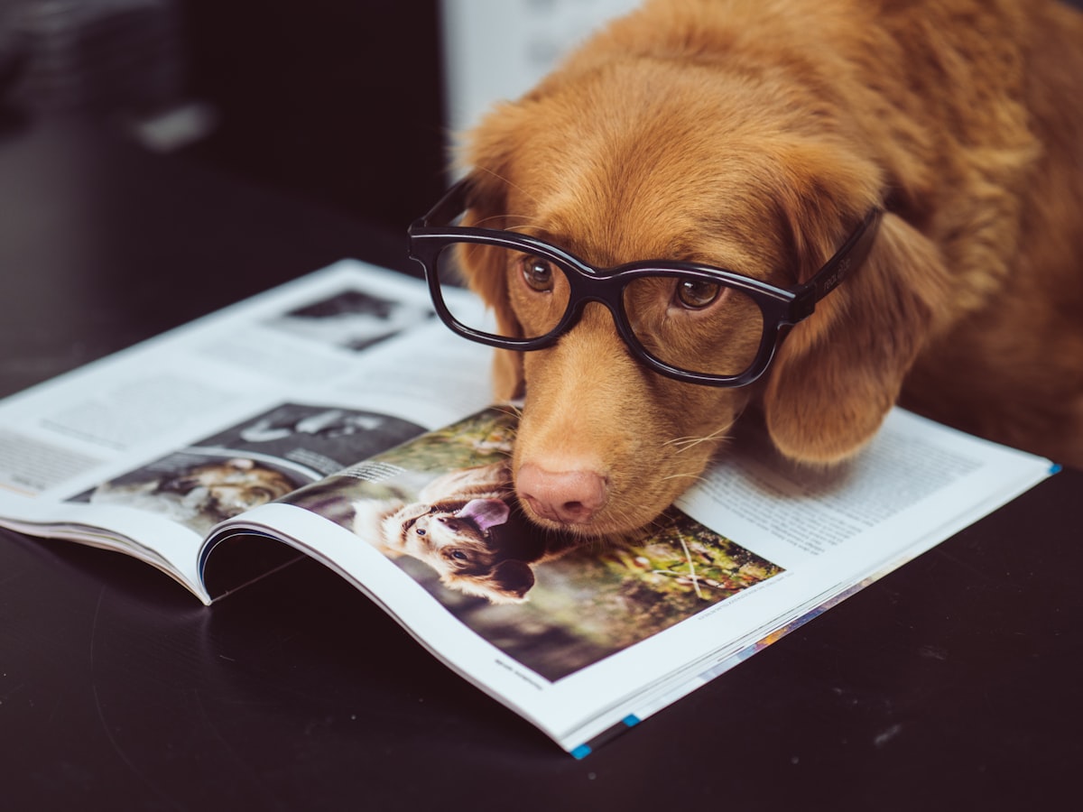 Top 5 Sportmix Dog Food for Apartment Dogs 2026