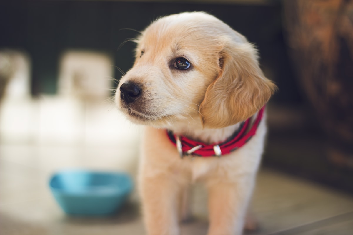 Top 5 Camera Nature for Apartment Dogs 2026